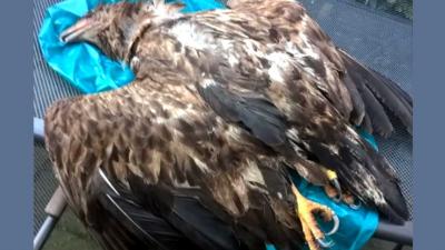 Neergeschoten zeearend Wolvega was drager vogelgriepvirus H5N8 - Blik op nieuws