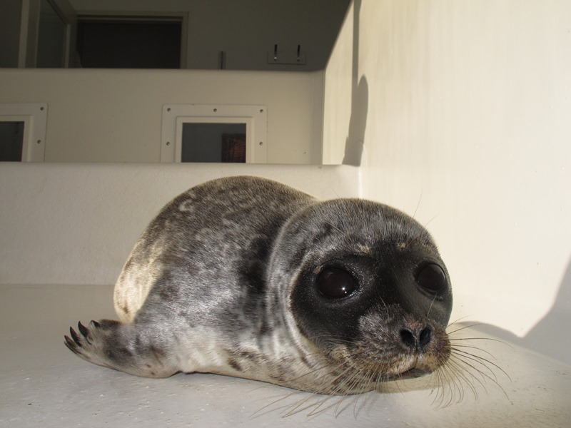 Foto van Ringelrob | Zeehondencrèche