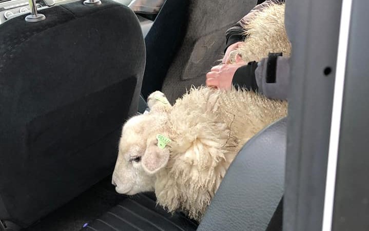 Schaap mee voor ritje in politieauto