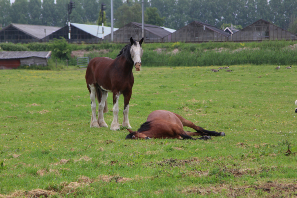slapend paard in weiland