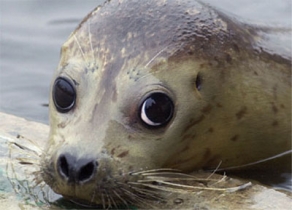 Foto van zeehond | Archief FBF.nl