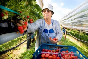 Foto van tuinbouw | Archief FBF.nl