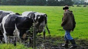 Foto van boer met koeien | Archief FBF.nl