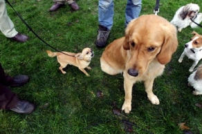 Foto van hond met pups | Archief FBF.nl