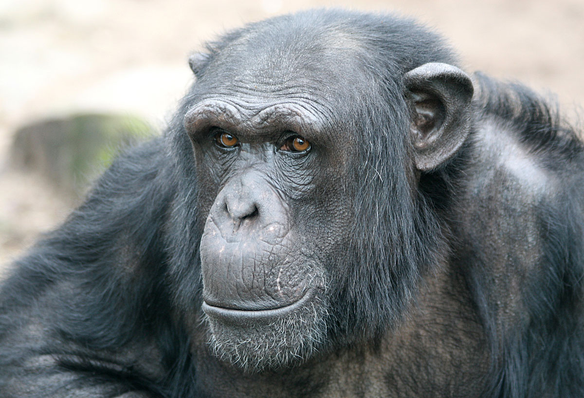 chimpansee Tumbili (21) overleden