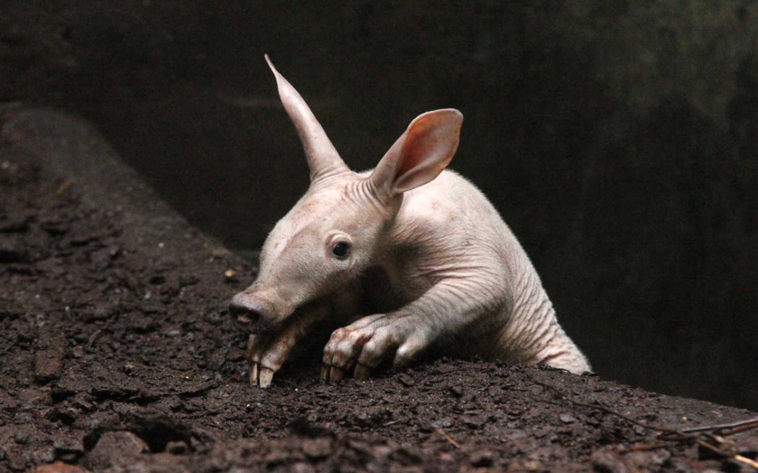 Burgers’ Zoo jongste aardvarken wordt 1 jaar