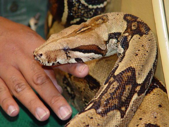 boaconstrictor