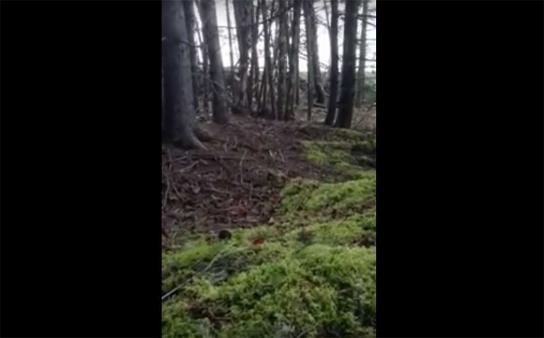 Man filmt 'ademende' bodem in bos met zijn telefoon