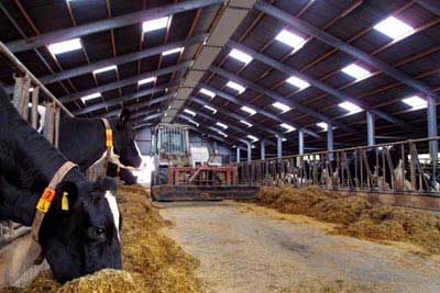 Foto van koe bij melkveehouderij | Archief EHF