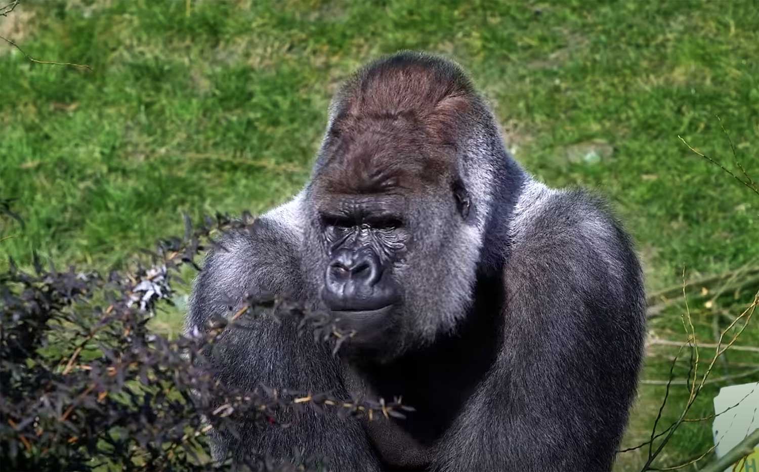bokito-gorilla