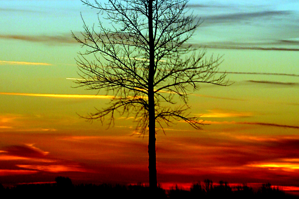 Foto van boom zon tegenlicht | Archief EHF