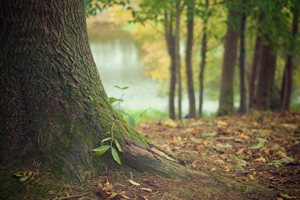 Bomen in natuurgebied