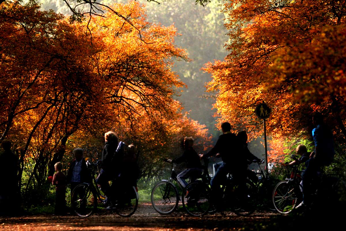 Staatsbosbeheer wil er 100.000 hectare aan bossen bij