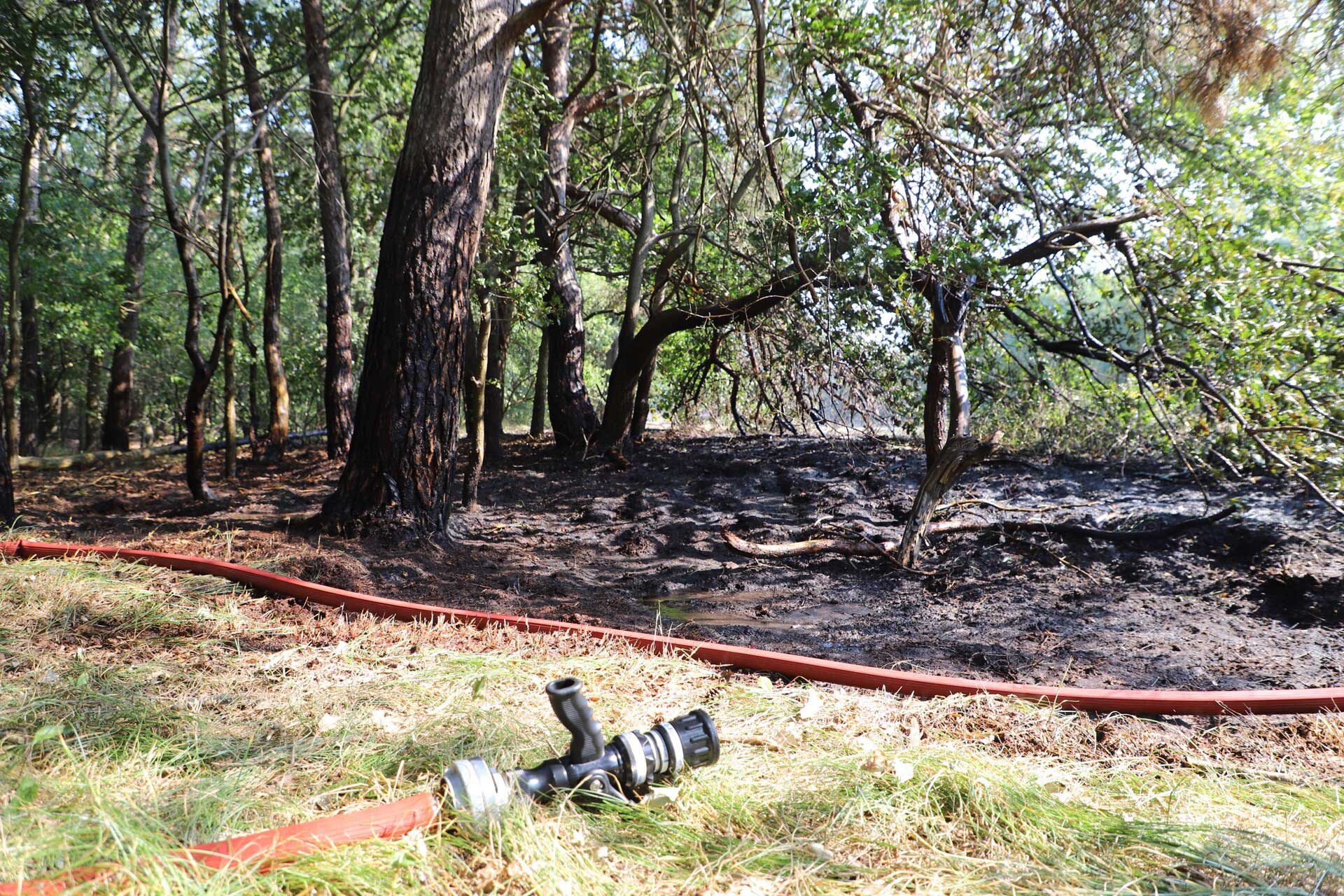 bosgebied-brand-bomen