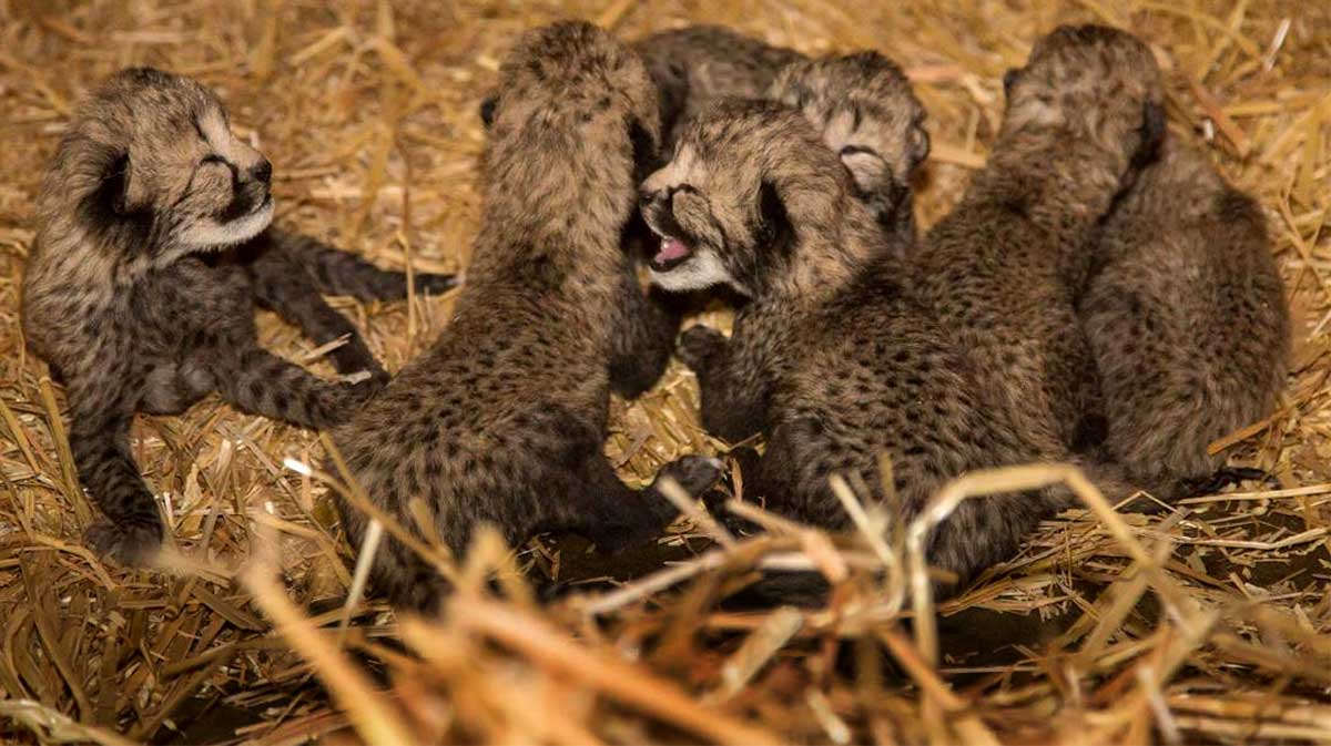 Cheetah Burgers' Zoo werpt haar 2e zesling