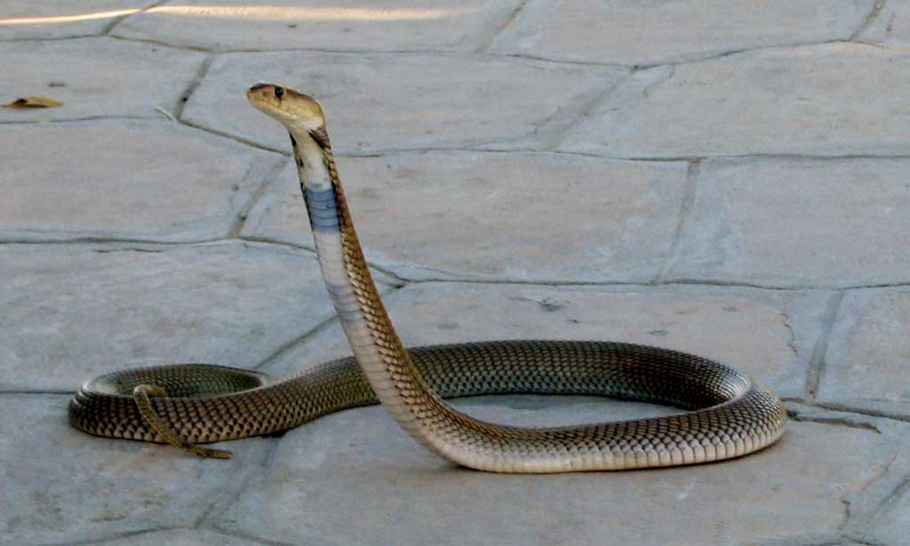 foto van cobra slang | sxc