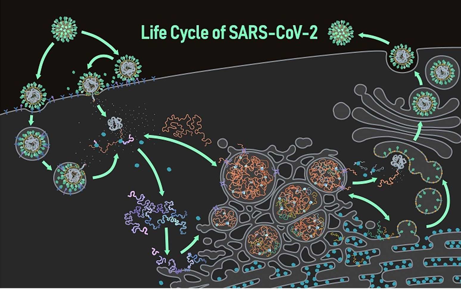 coronavirus-kopie-replicatie-proces