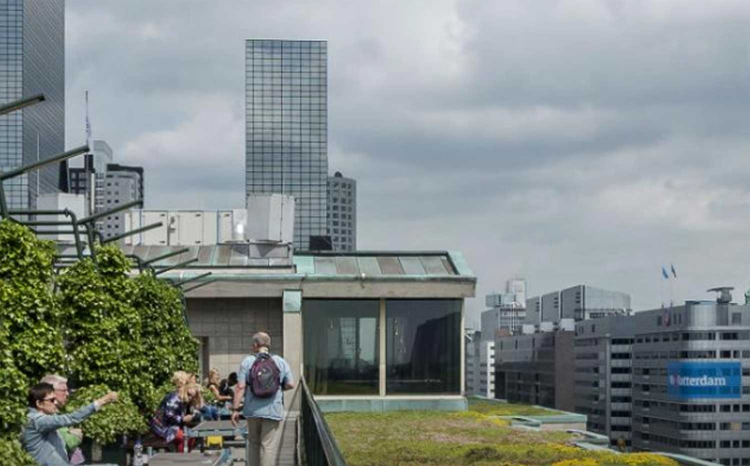 dak-groen-rotterdam