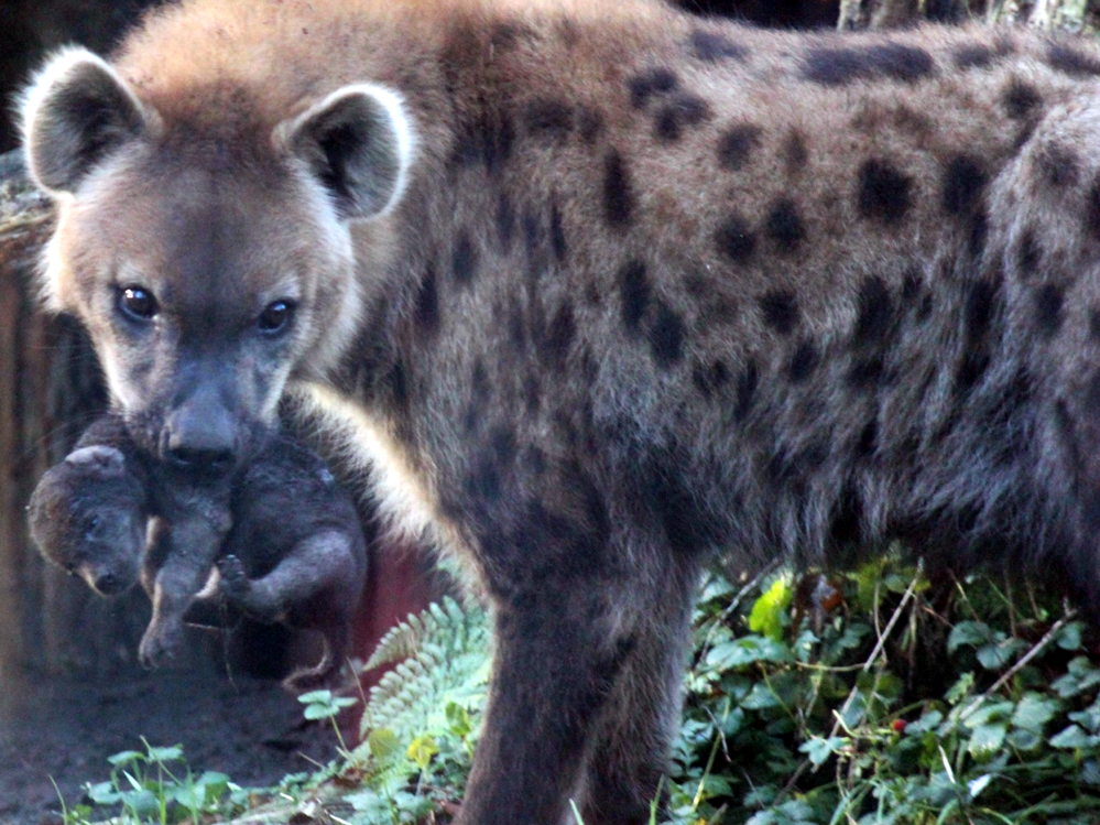 Gevlekte hyena-pup geboren in DierenPark Amersfoort 