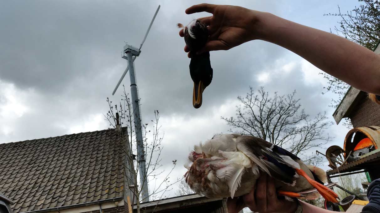 Aantrekkende wind zorgt voor dubbele inkomsten voor boer