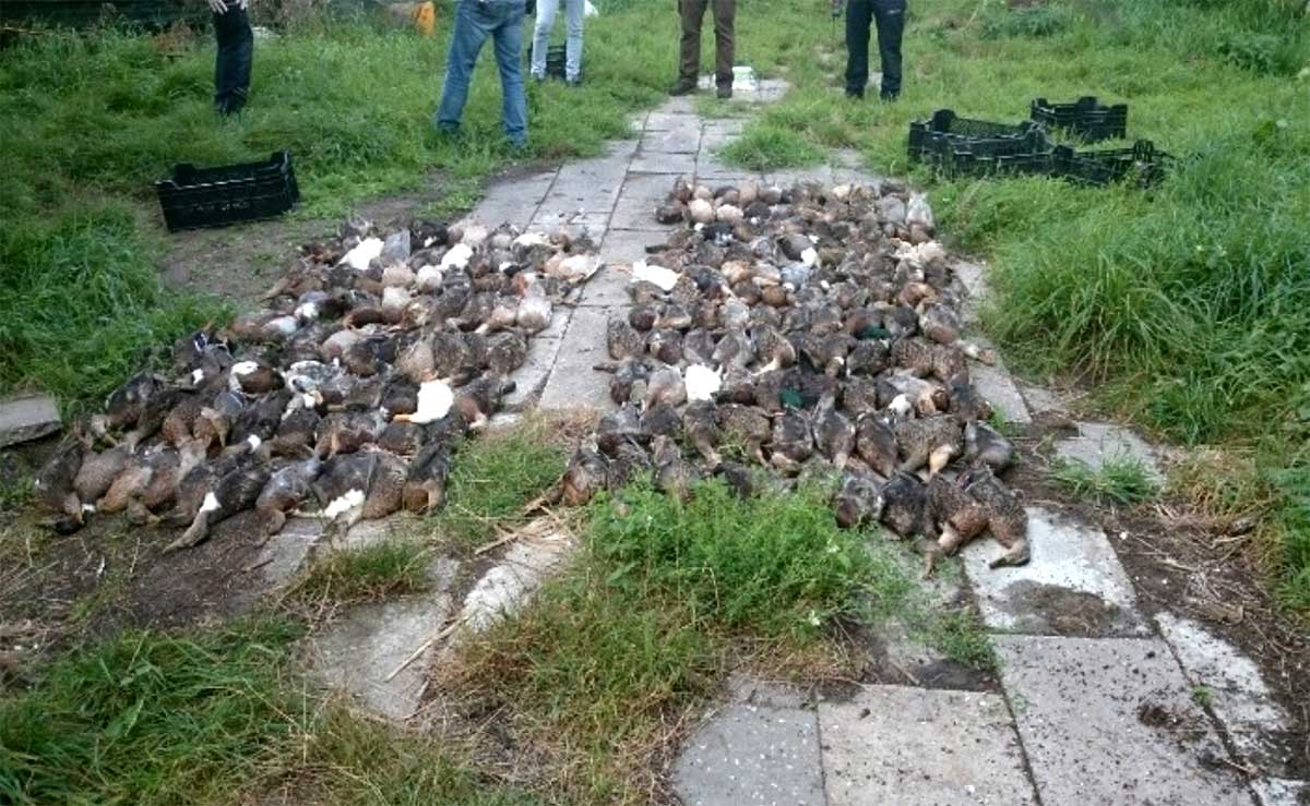 Bijna 200 dode eenden in illegale eendenkooi aangetroffen