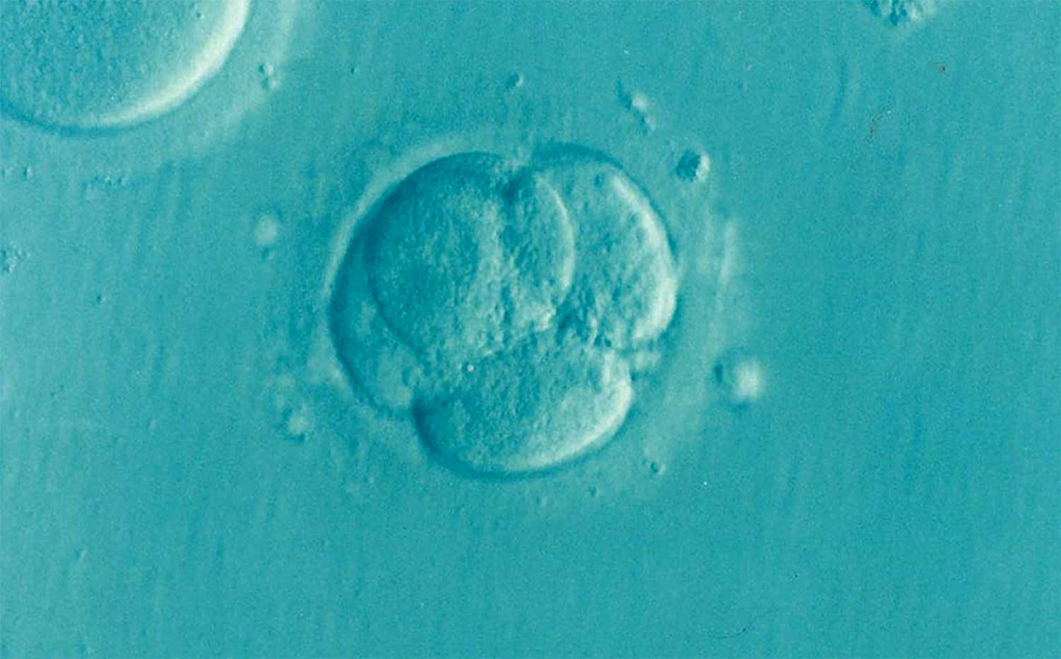  Embryo’s in Nederlands laboratorium gemaakt zonder zaad- en eicel