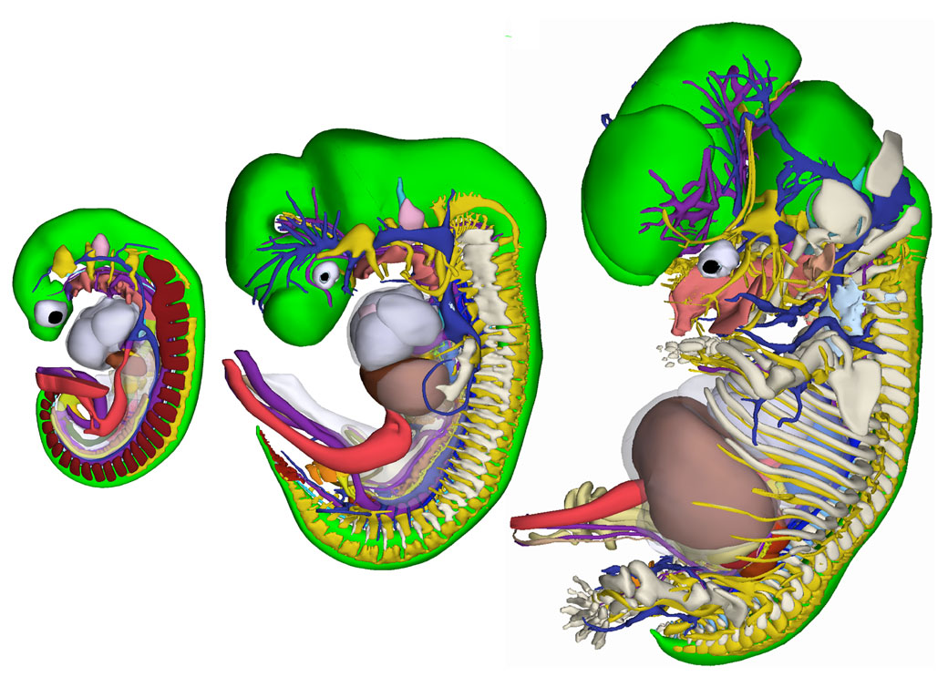 Unieke 3D-atlas van groeiend embryo 