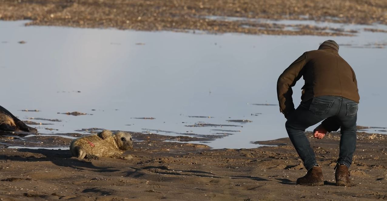 Strandganger verstoord rust pup 