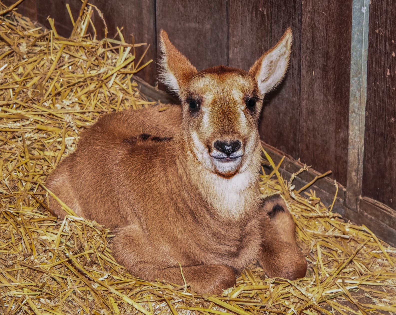 Paarden antilope