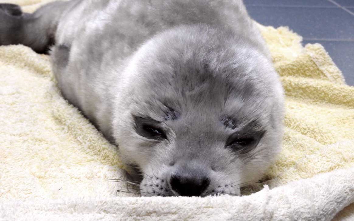 Te vroeg geboren zeehondepup 'Gijsje' overleden 