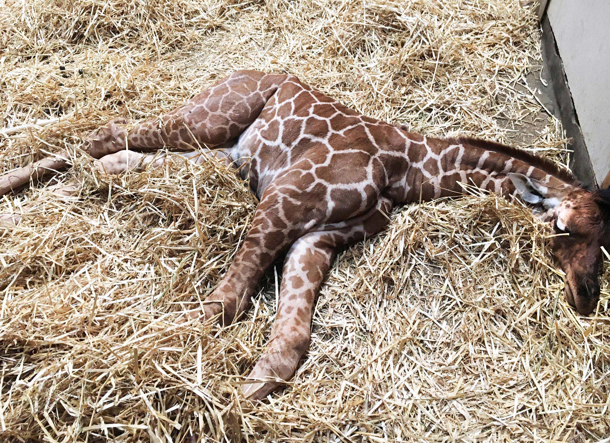 Nader onderzoek na dood pasgeboren netgiraffe in ARTIS