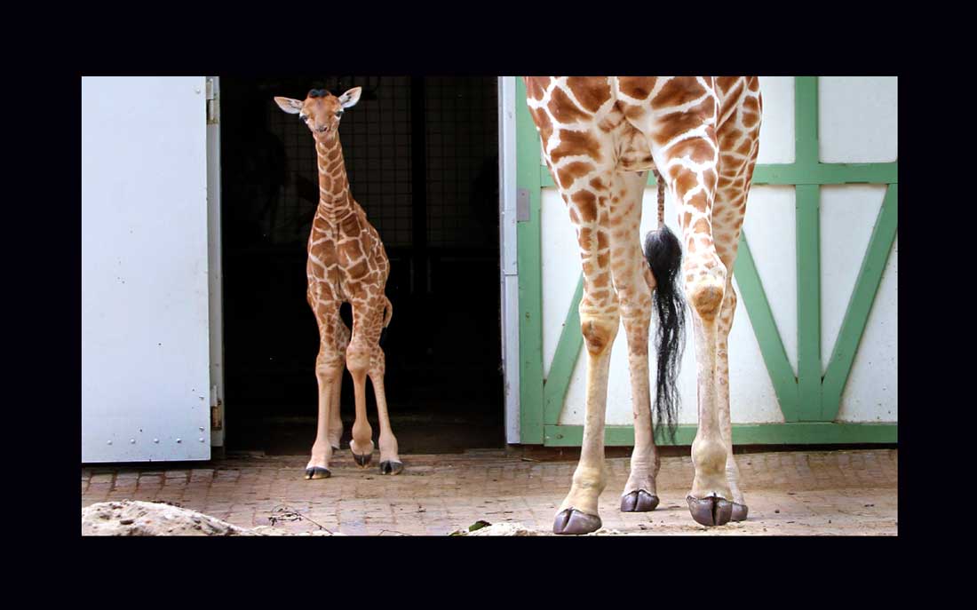 Pasgeboren girafje zet eerste stapjes buiten