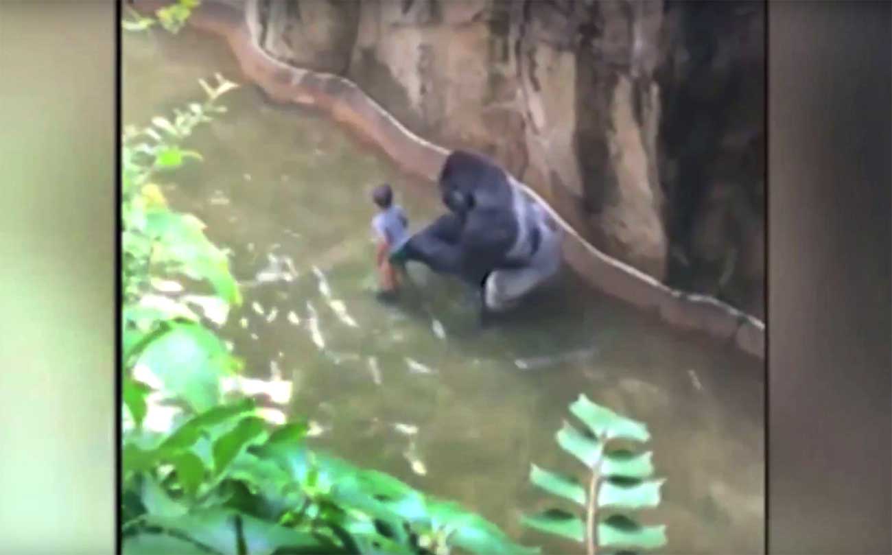 Kind (4) valt in gorillaverblijf, gorilla doodgeschoten