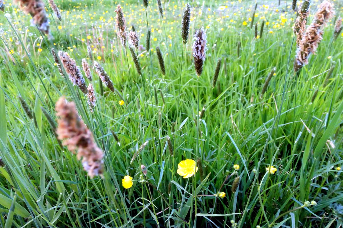 gras-zaden-hooikoorts-pollen