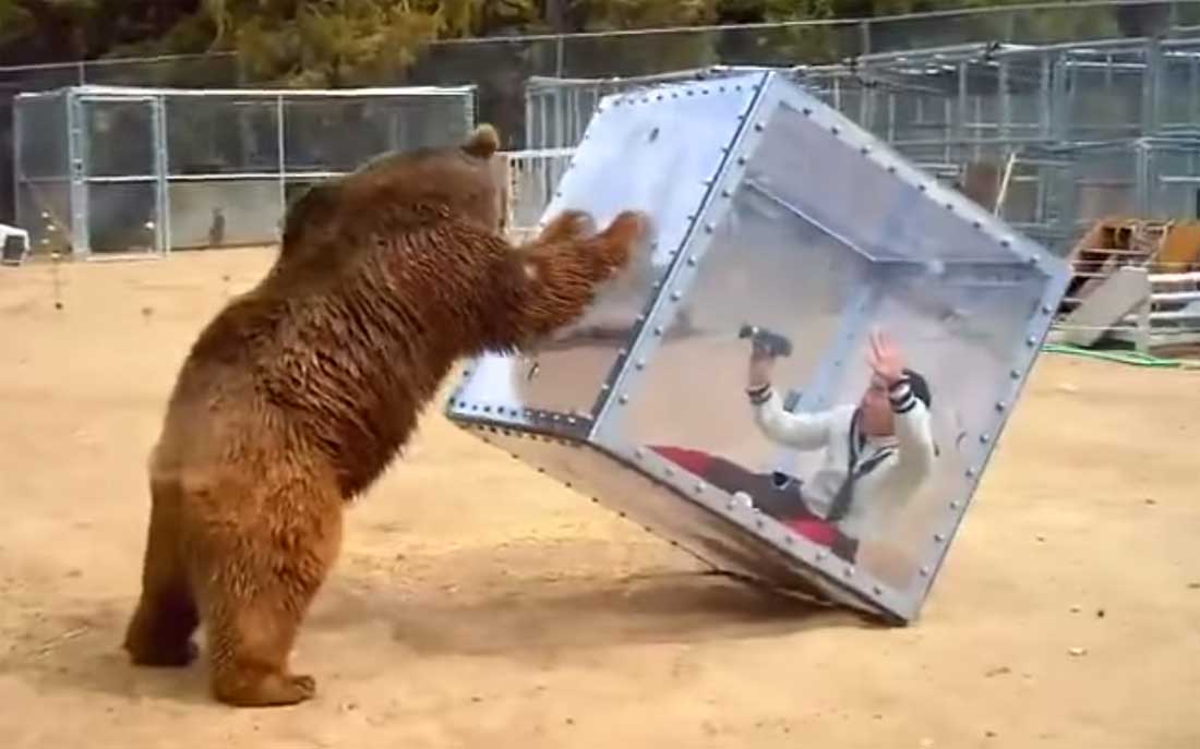 Grizzlybeer speelt met kubus waarin deelnemer Japanse spelshow zit