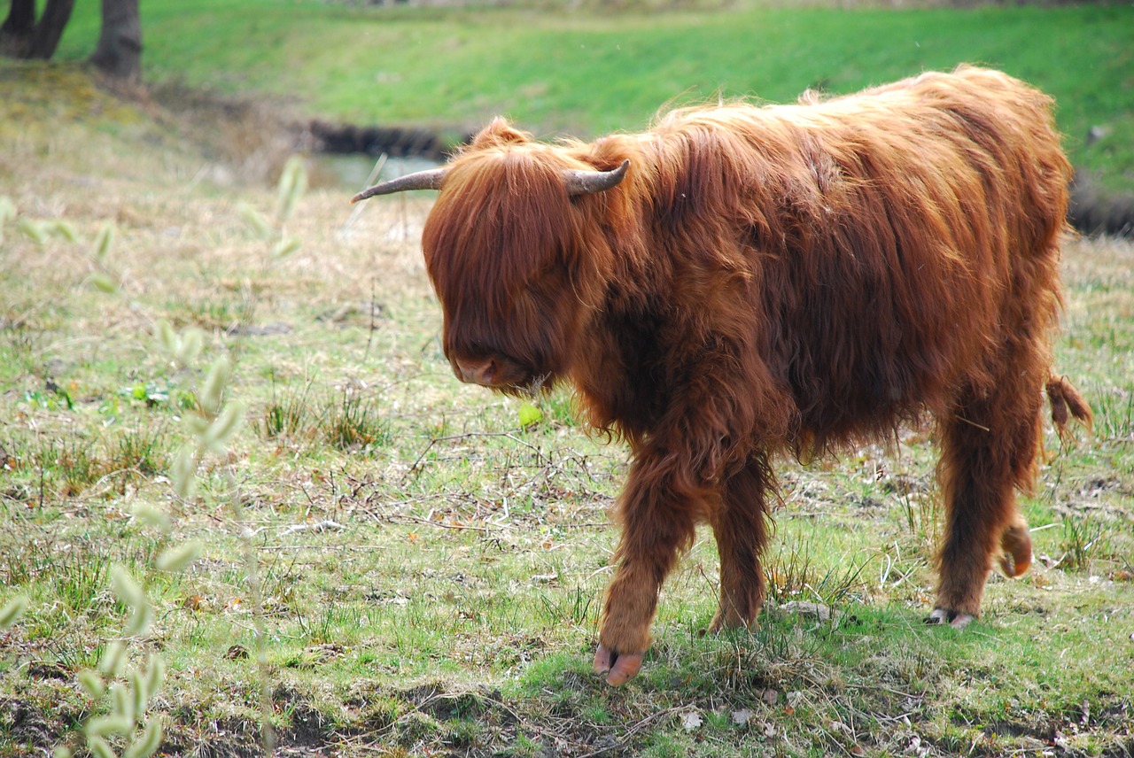 Schotse hooglander