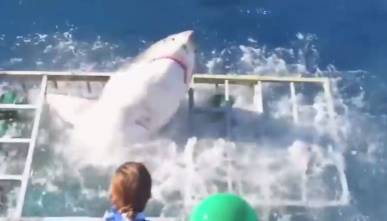 Witte haai breekt door kooi en zit samen met toerist klem