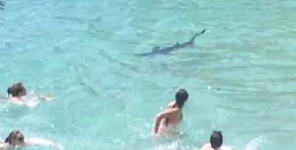 Badgasten op de vlucht voor haai in Mallorca
