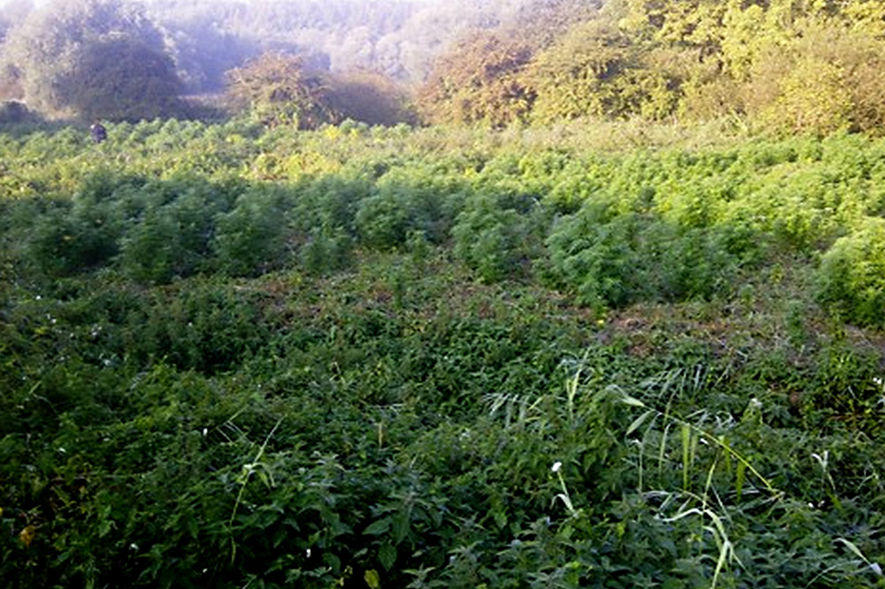 Duizend rijpe hennepplanten gevonden in natuurgebied Willemstad 