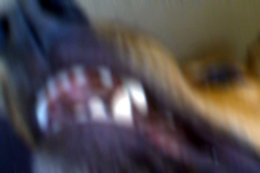 Foto van hond bek tand | Archief EHF