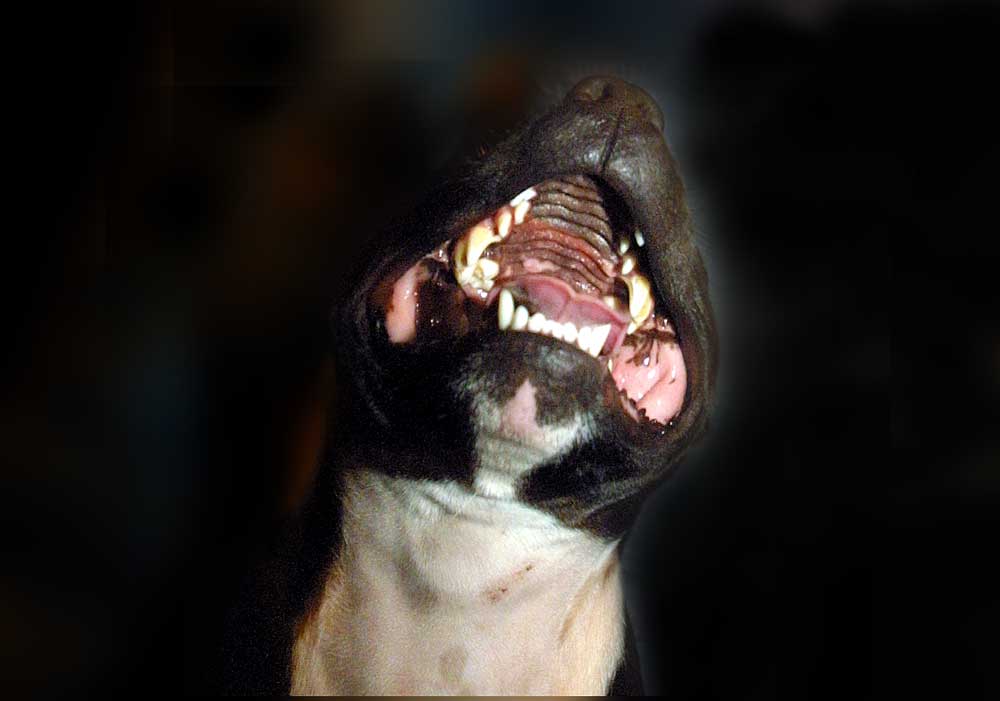 Foto van hond Pit Bull Terriër | Archief EHF