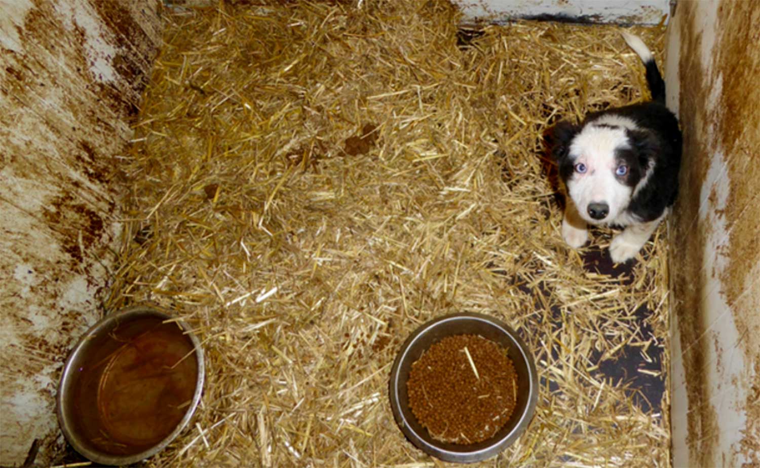 Inspectie haalt 23 honden weg bij vermeende Brabantse hondenhandelaar 