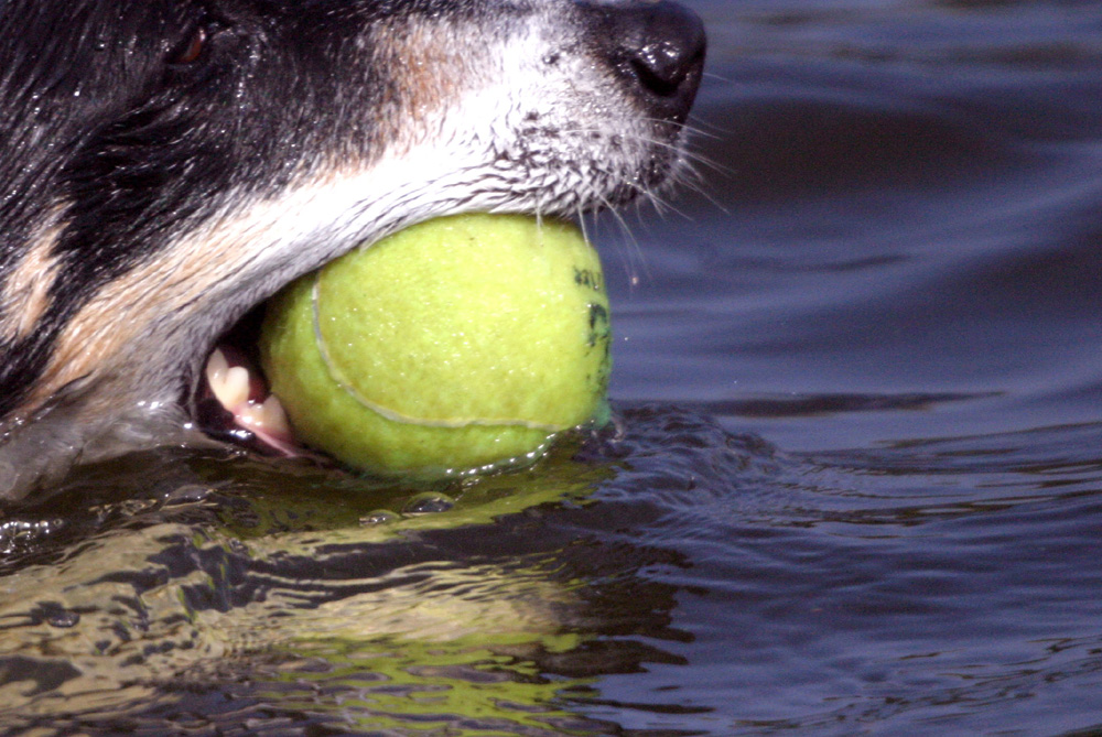 Foto van zwemmende hond met tennisbal | Archief EHF