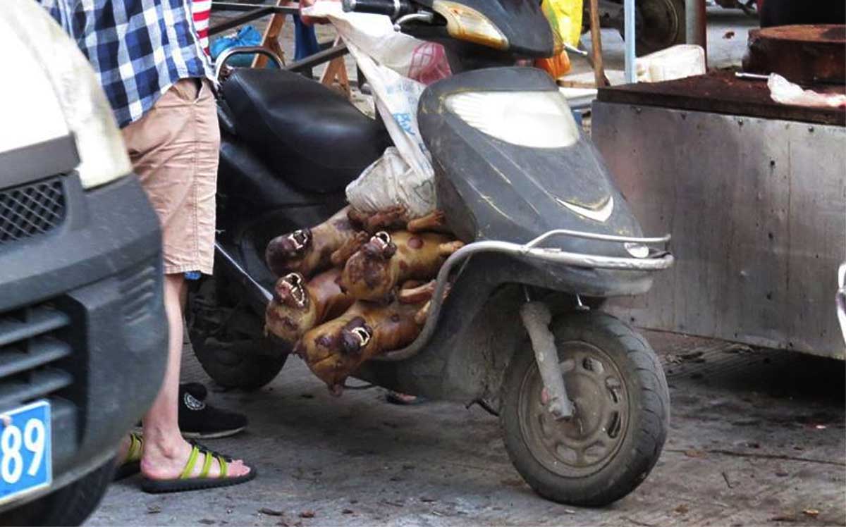 Voorlopig verbod Yulin hondenvleesfestival in China