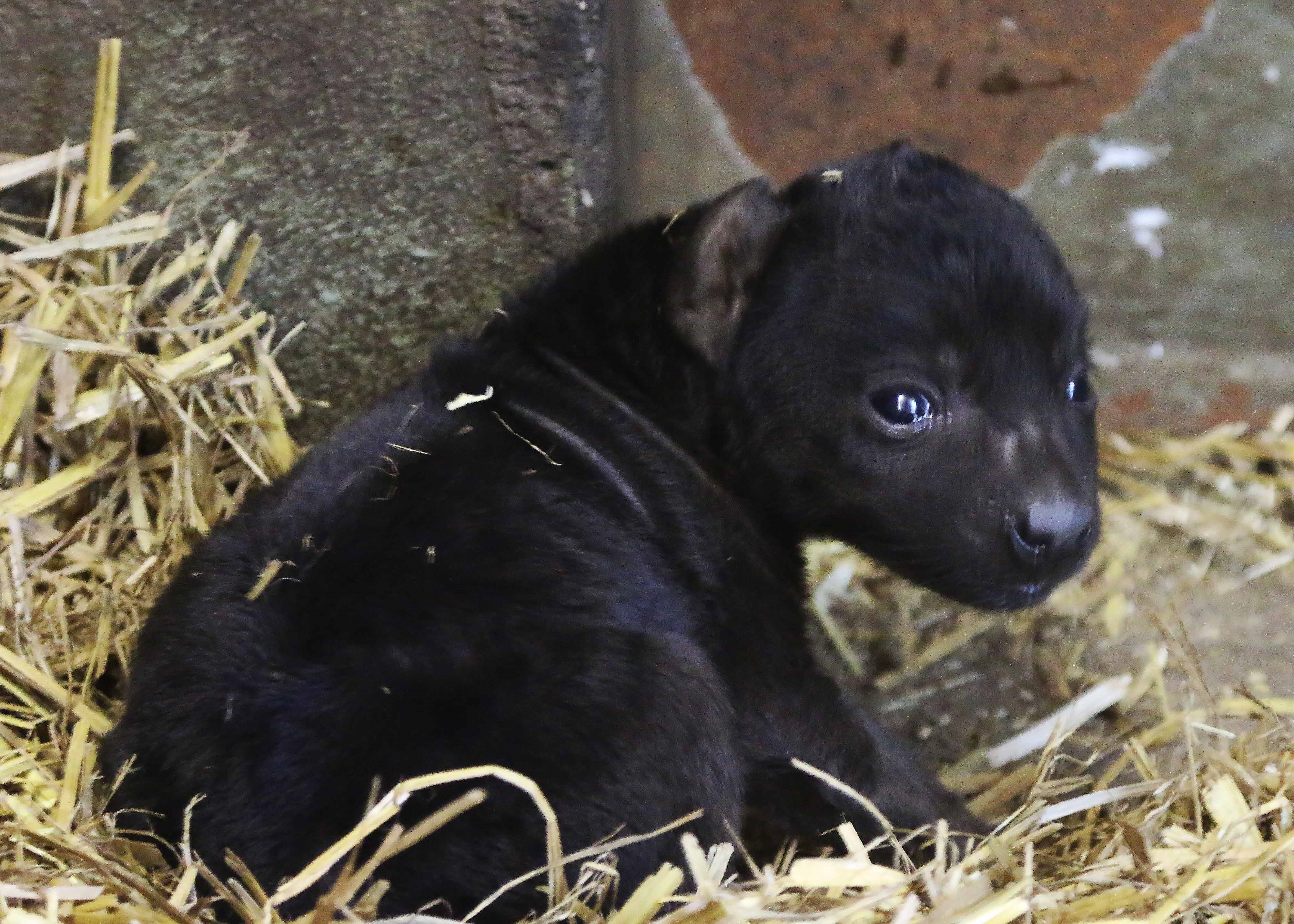 Hyenapuppy geboren in DierenPark Amersfoort 