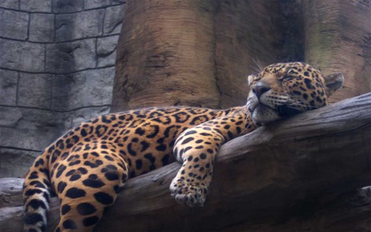 Artis opent dinsdag nieuw verblijf jaguars