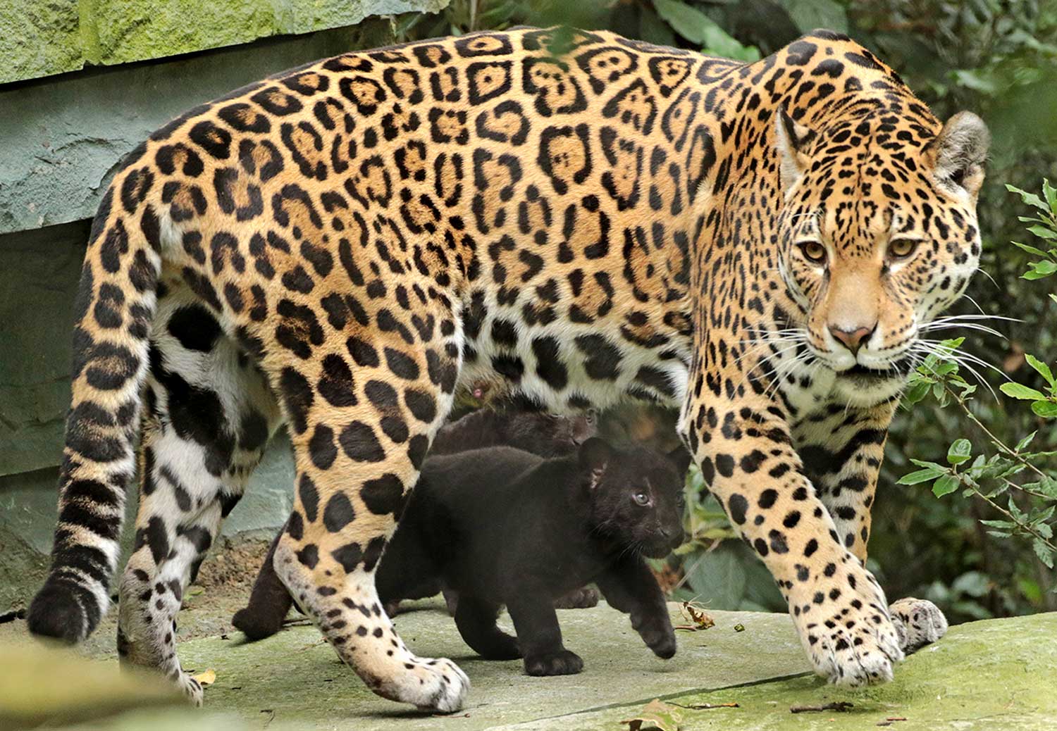 Eerste stapjes jaguarwelpen in buitenverblijf ARTIS