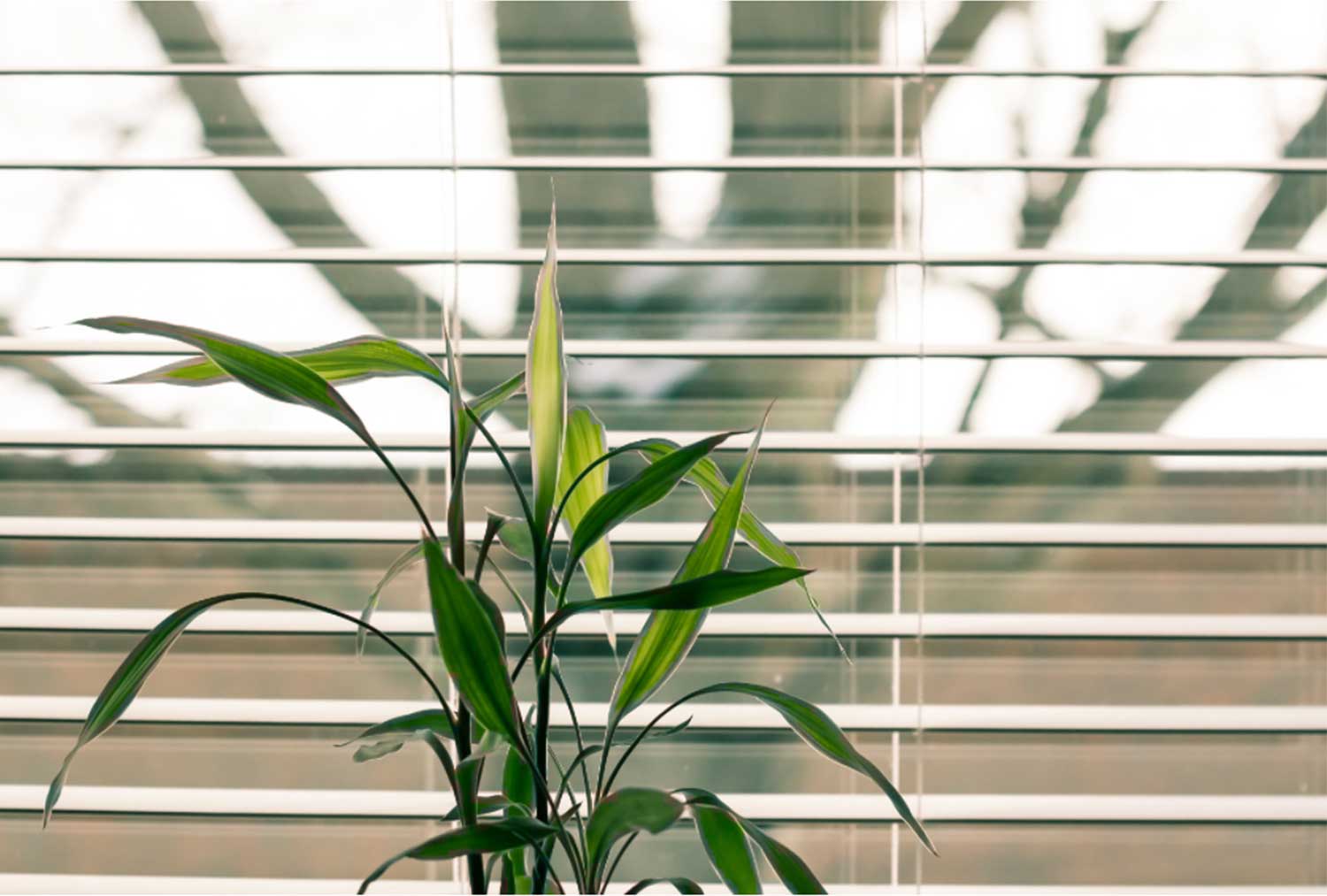 jaloezieen-raam-plant
