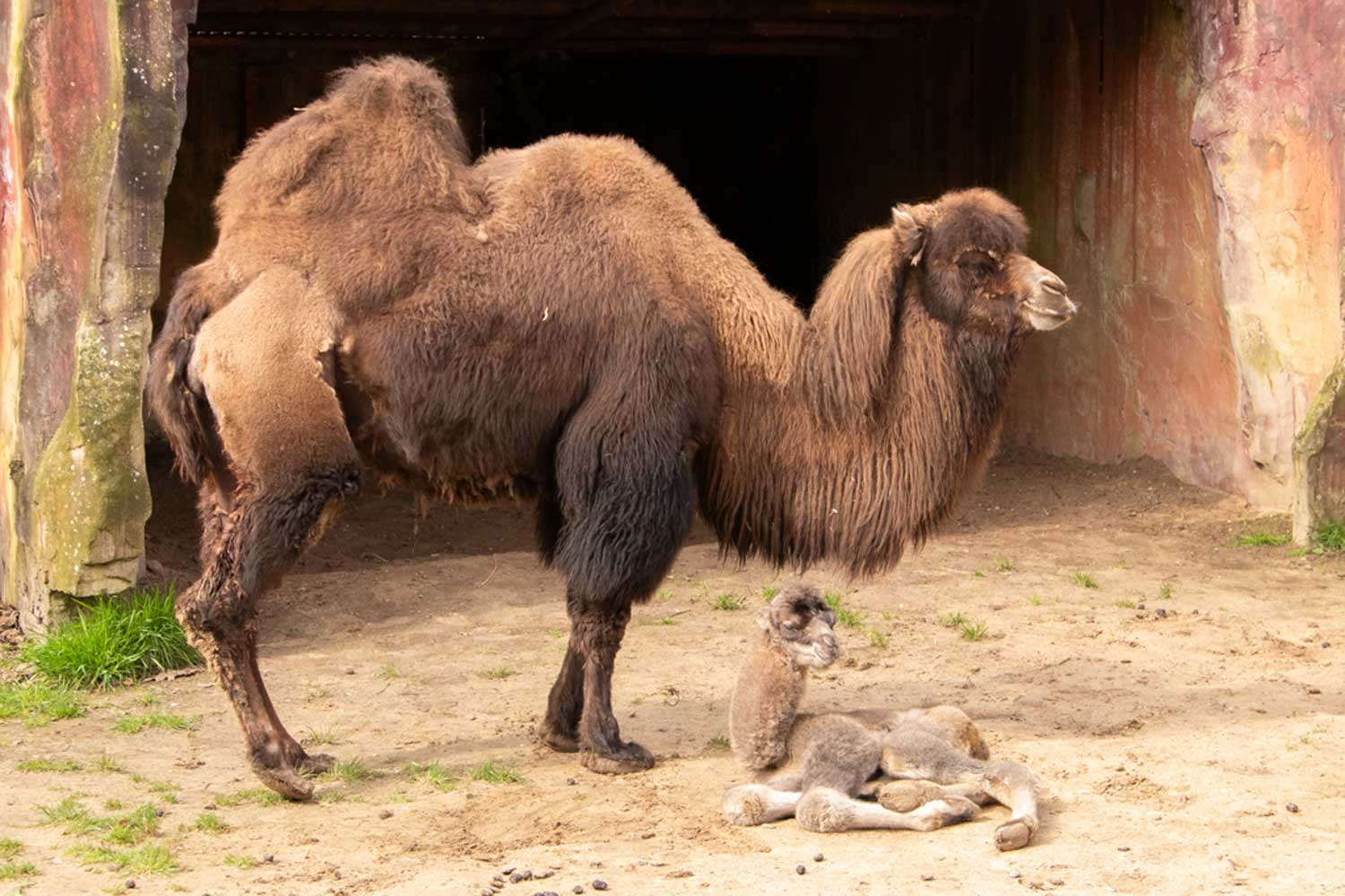 kameel-jong