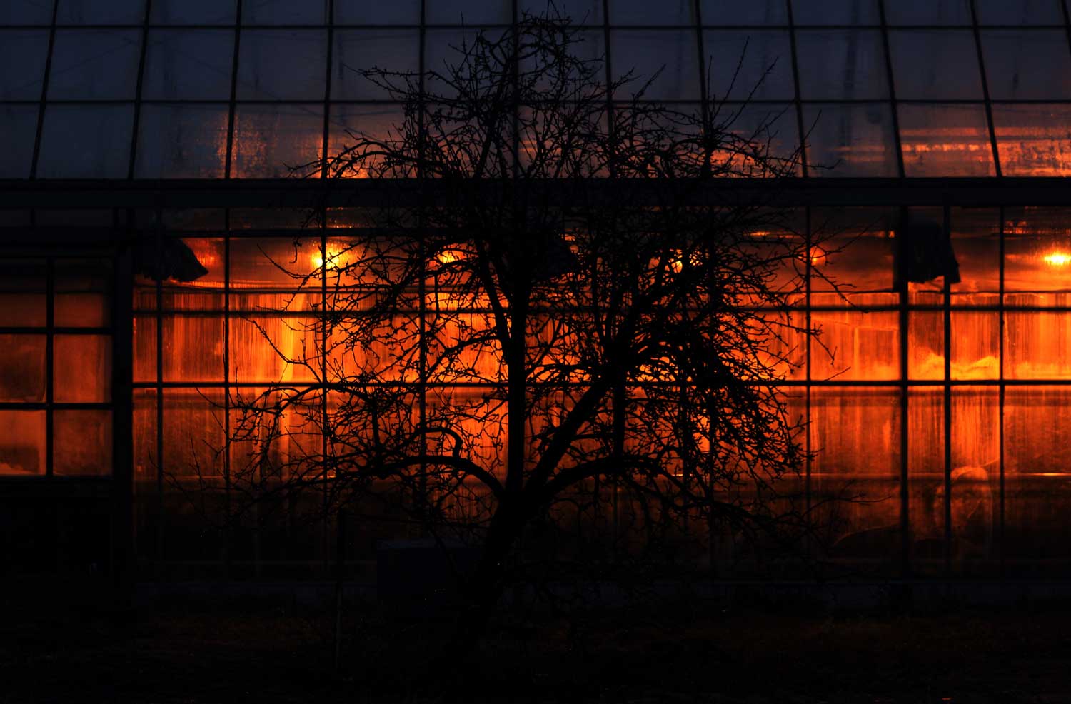 kas-boom-donker-verlichting